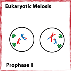 Prophase II